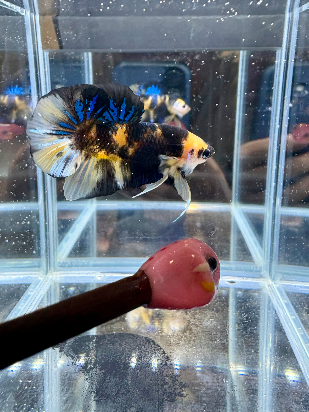 HMPK Yellow Blue Tiger Koi Male Betta | CG-247