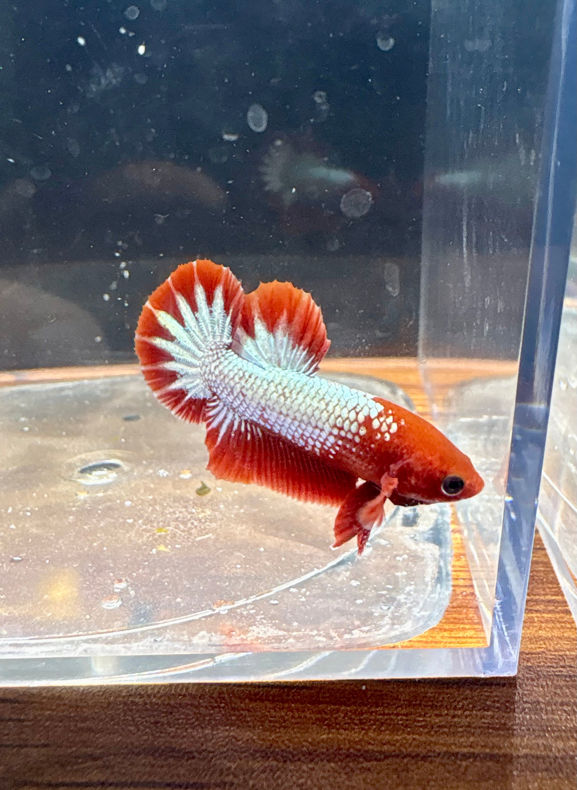 FCCP Male Betta | RZ-45