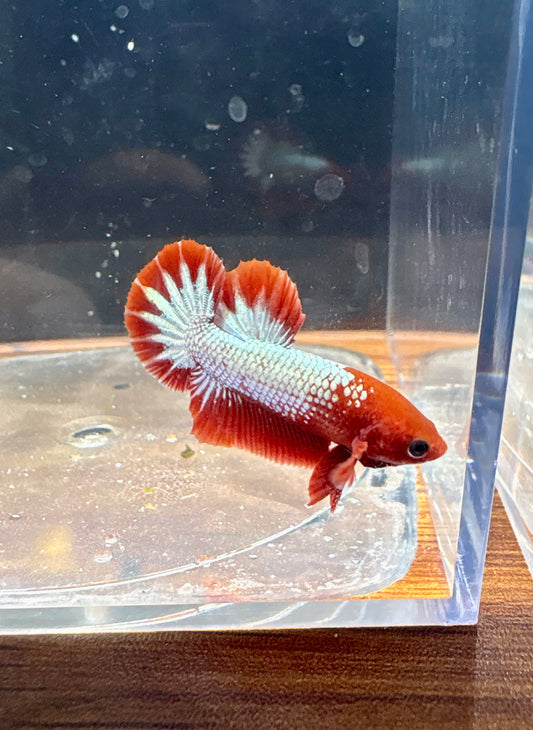 FCCP Male Betta | RZ-45