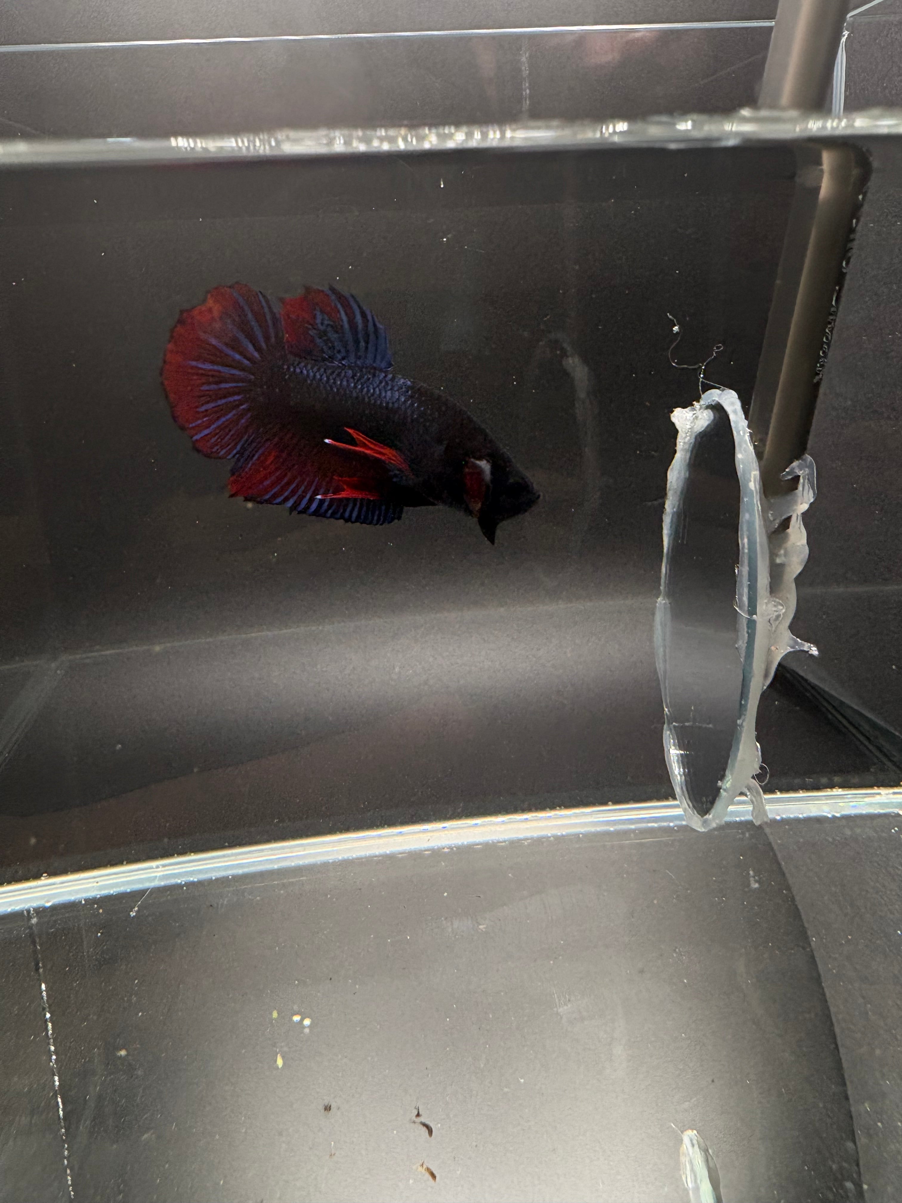 Thai Fighter Male Plakat