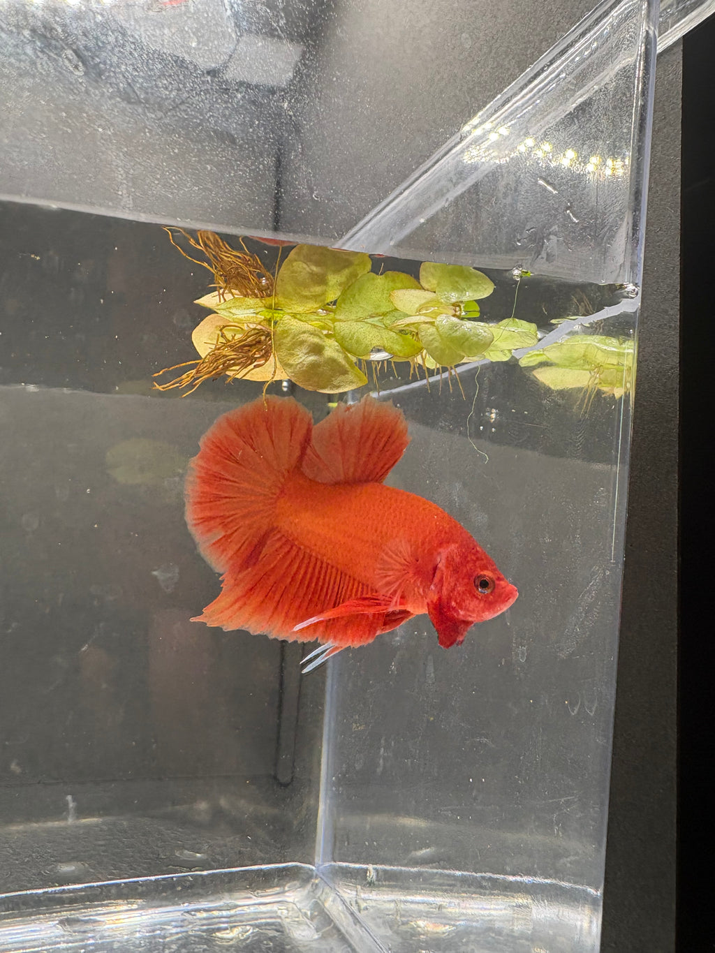 Orange HMPK — M-015