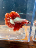 FCCP HM Male Betta | RZ-36