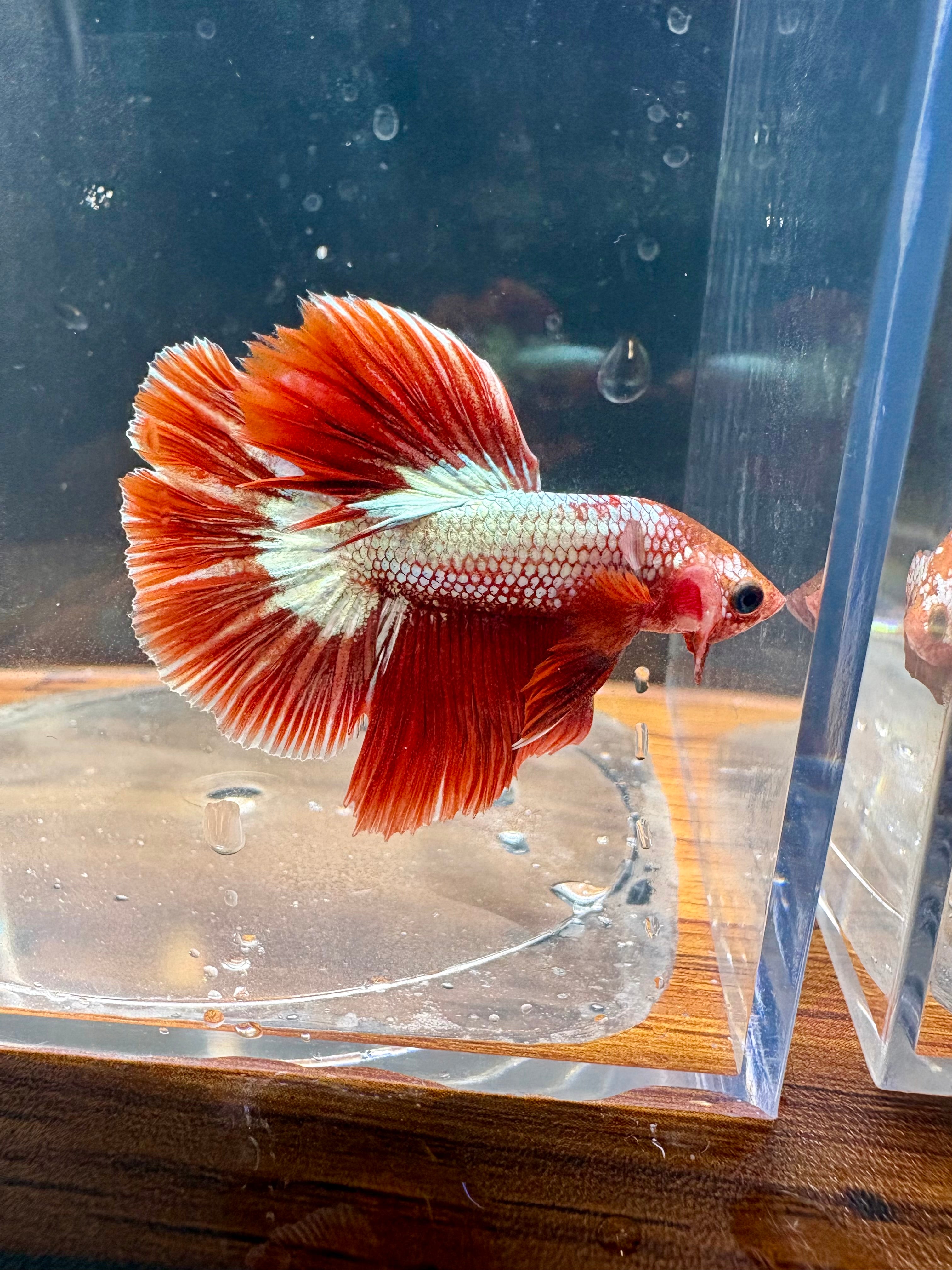 FCCP HM Male Betta | RZ-36