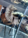 Samurai Mohawk Over Halfmoon Betta | CG-126