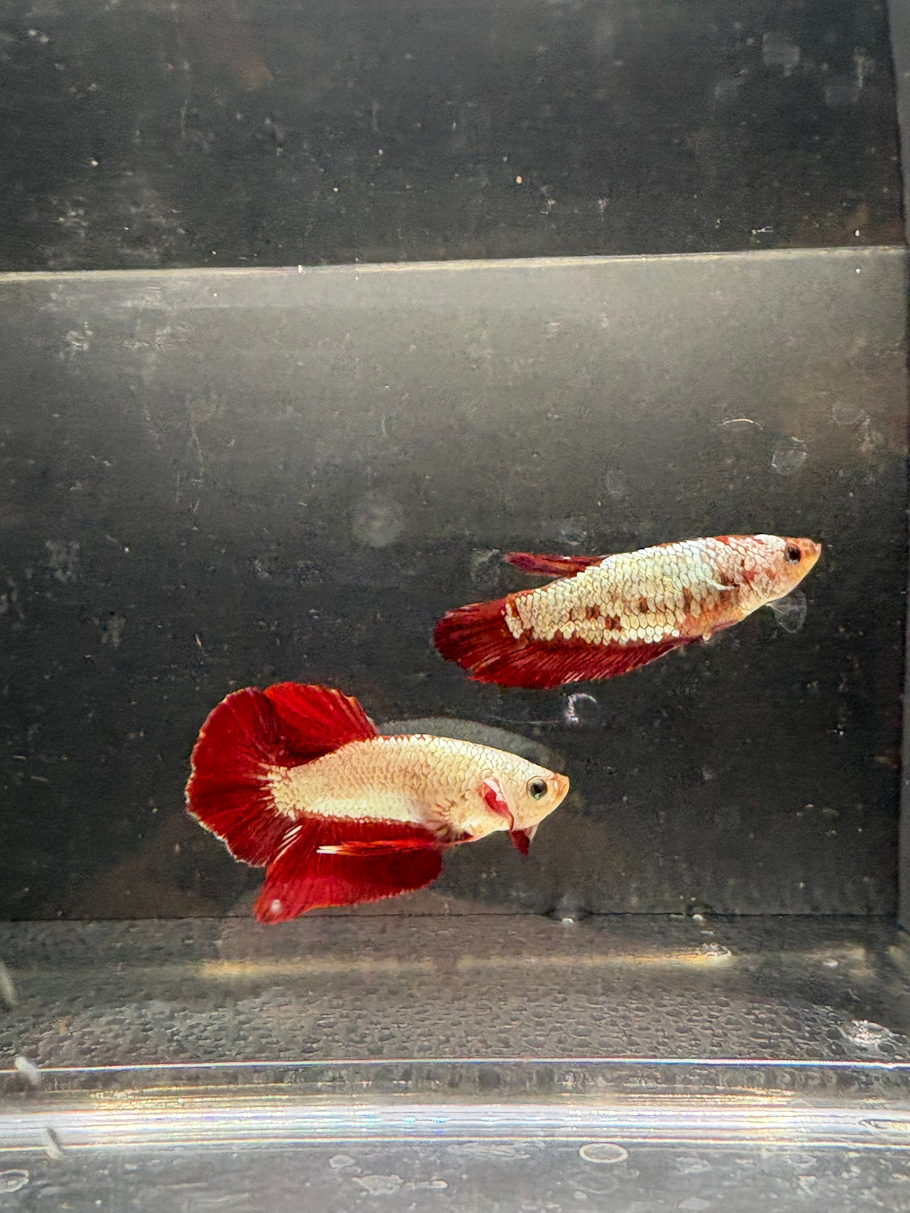 Red Dragon HMPK #1