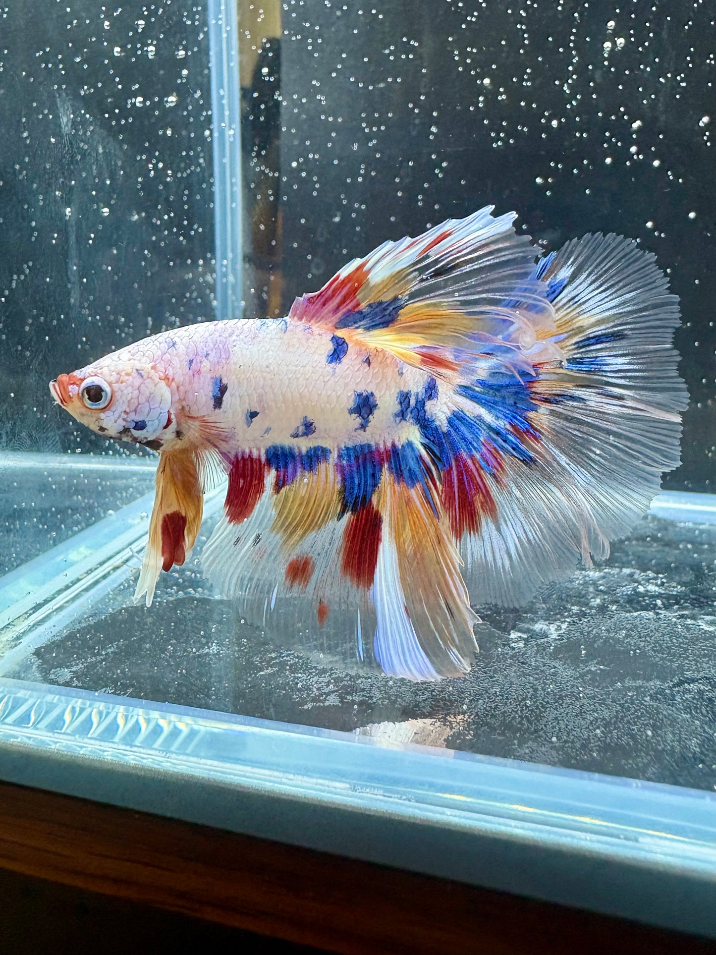 Candy Koi Halfmoon Male Betta | CG-108
