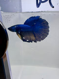 Mustard Gas Super Delta Male Betta | RZ-115