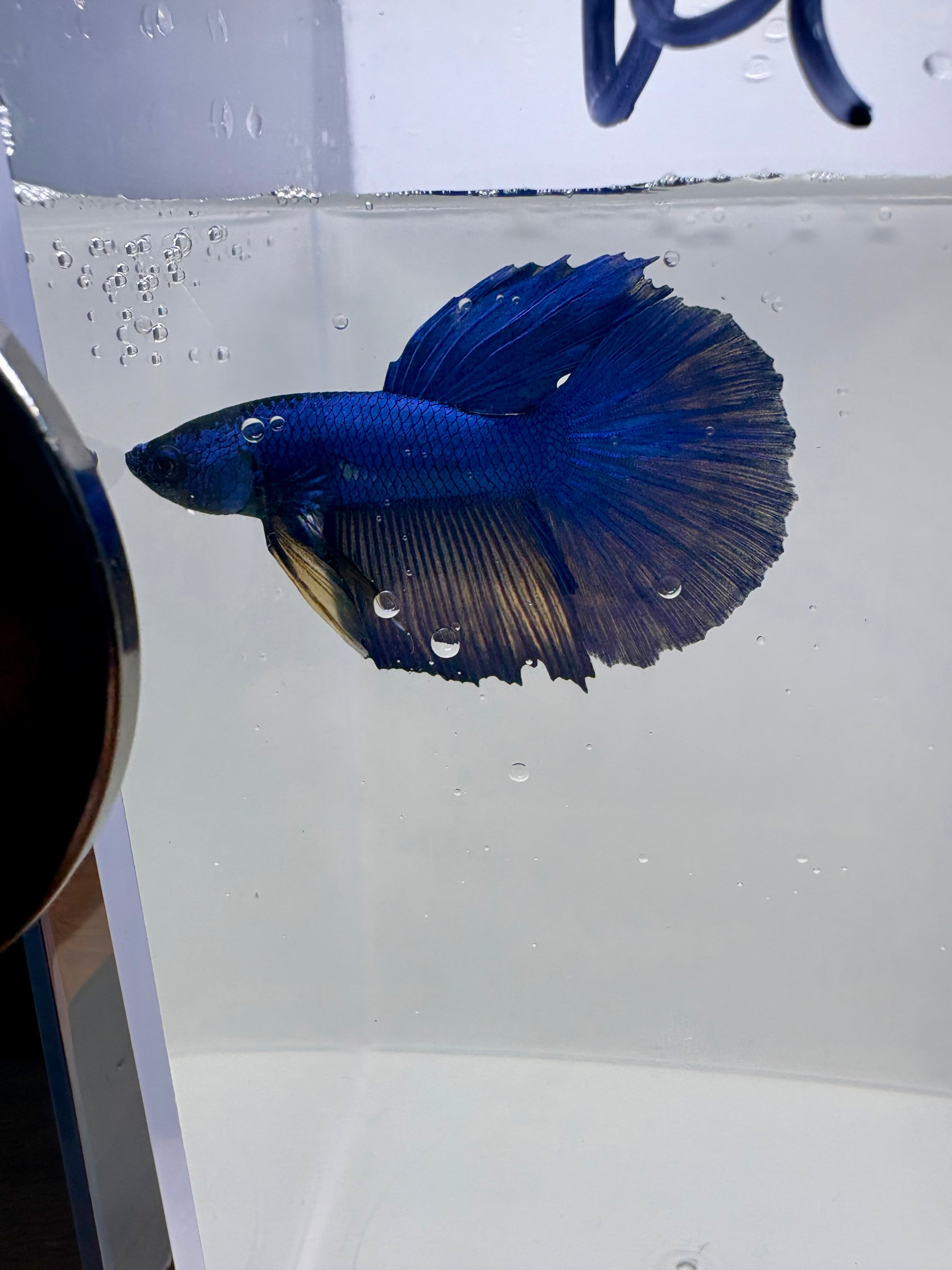 Mustard Gas Super Delta Male Betta | RZ-115