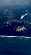 Black Copper Male Betta | RZ-24