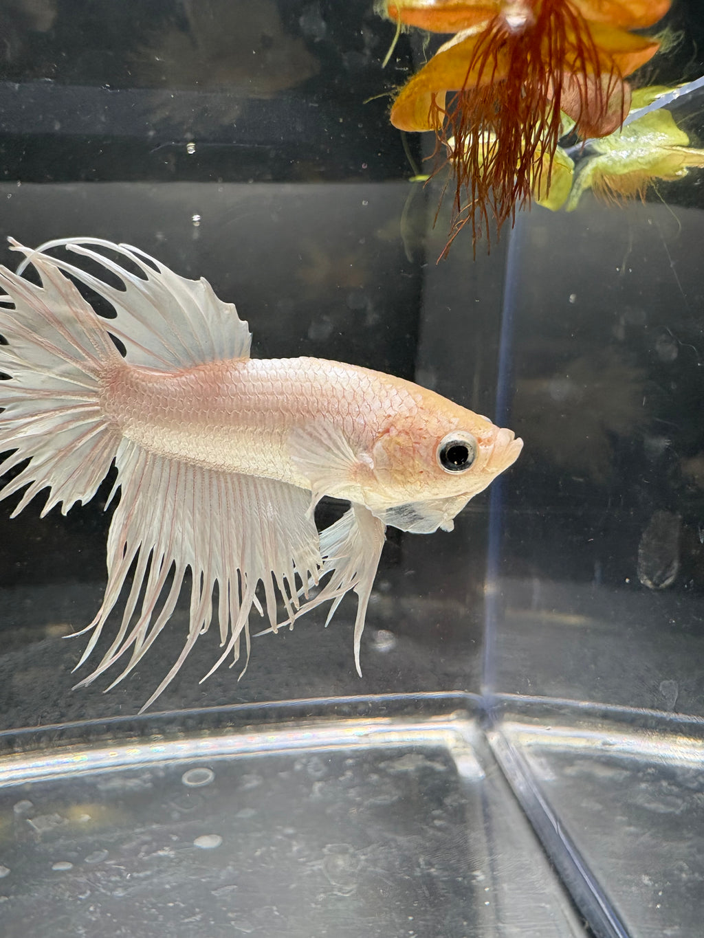 White Crowntail — M-030(1)