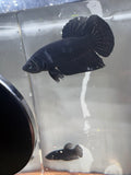 Super Black HMPK Breeding Pair | RZ-16/RZ-17