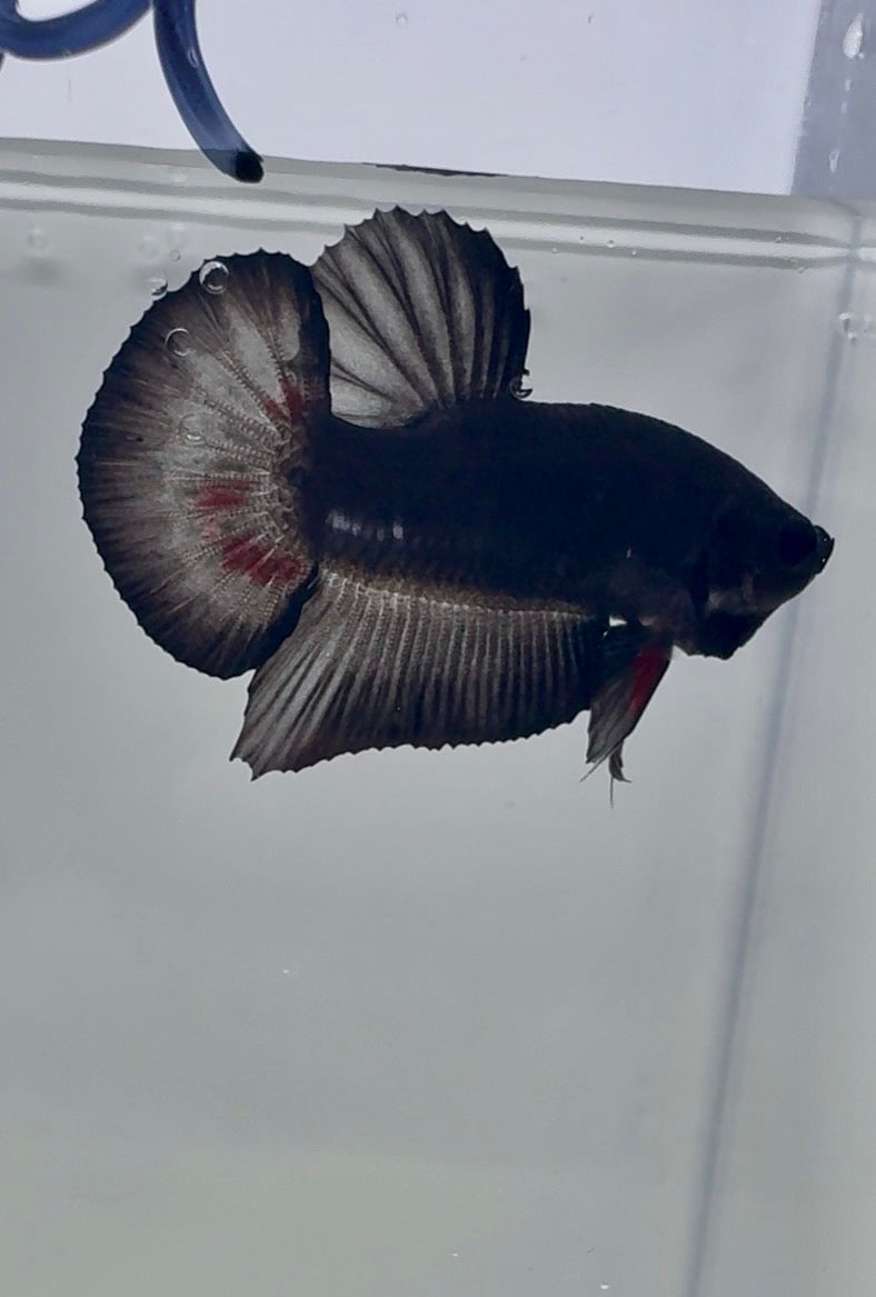 Black Vampiro HMPK Male Betta | RZ-82