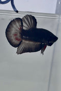 Black Vampiro HMPK Male Betta | RZ-82