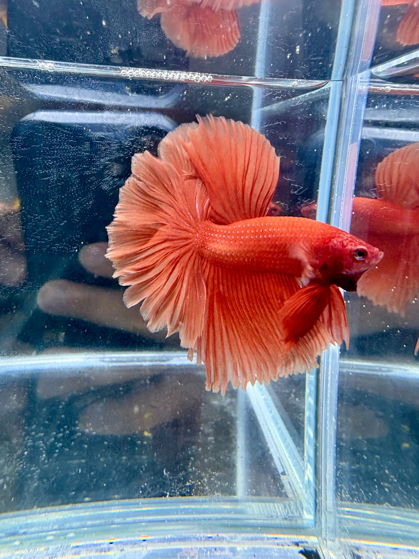 Orange Solid Color Over Halfmoon Male Betta | CG-134