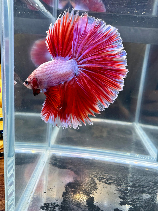 Red Butterfly HM Male Betta | CG-63