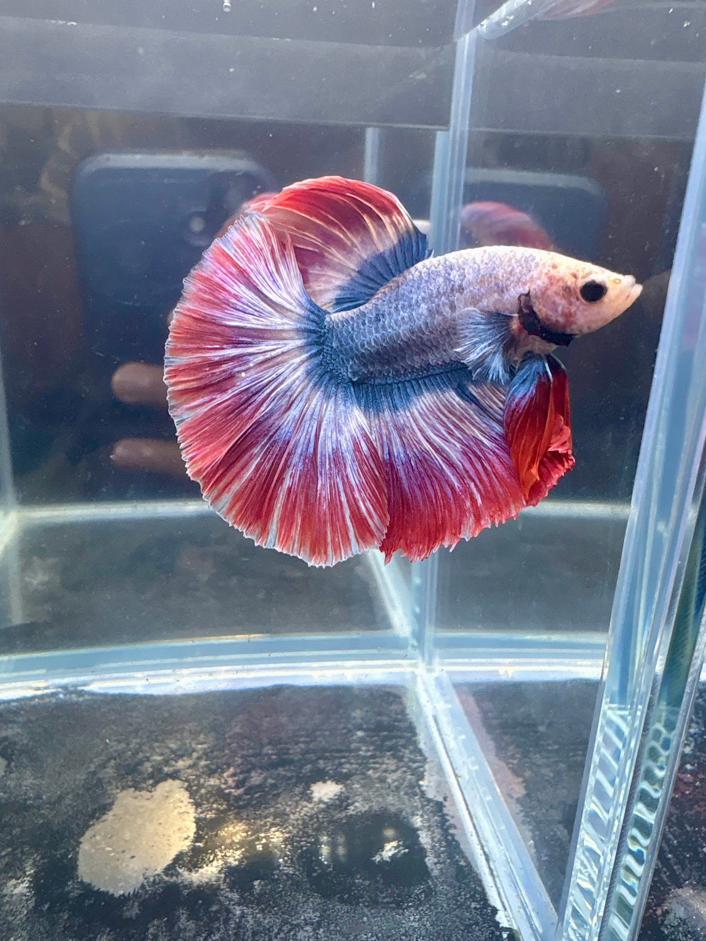 Thai Flag HM Male Betta | CG-91