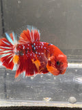Koi Red Galaxy HMPK — M-010