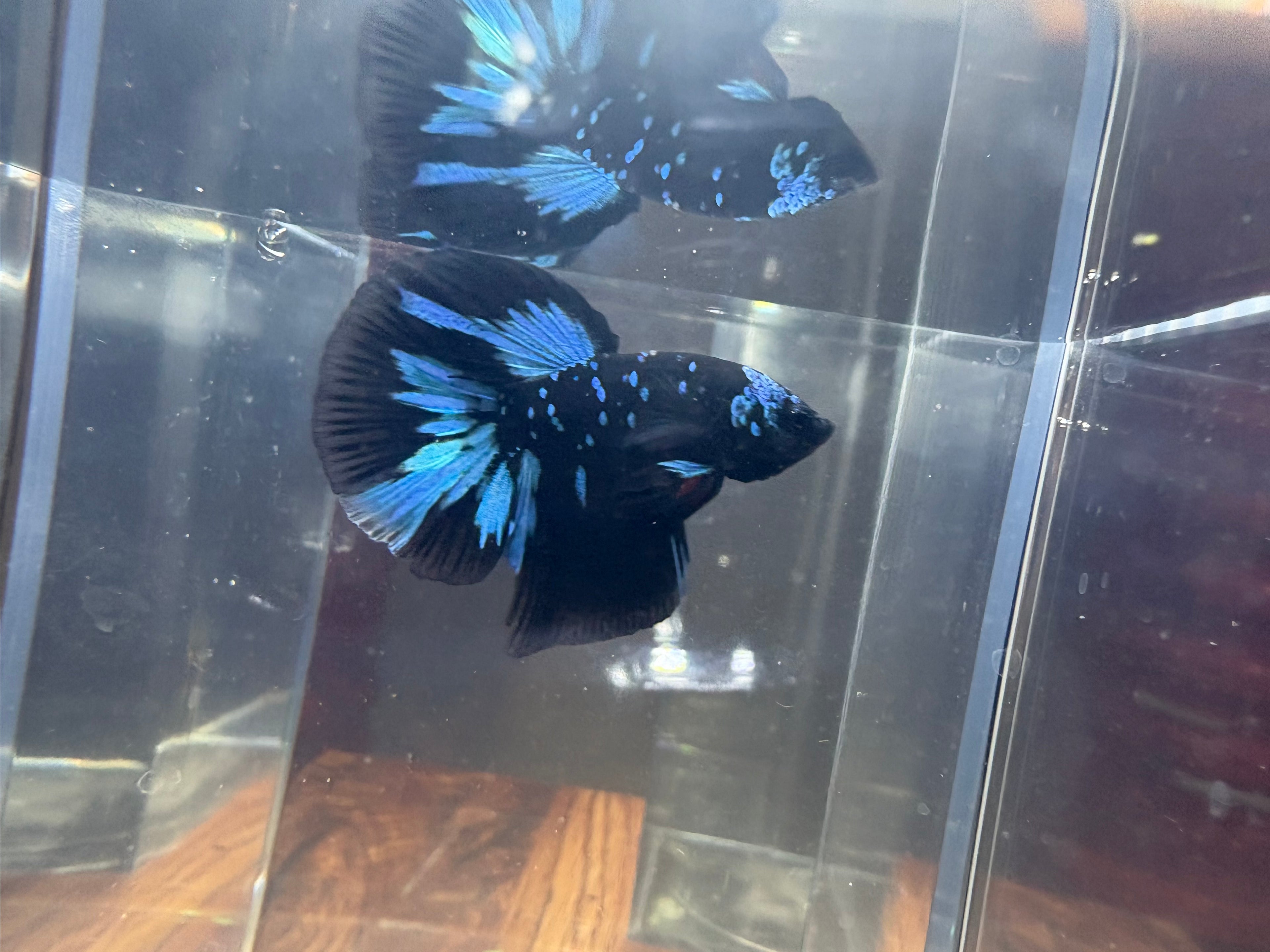 Avatar Galaxy HM Male Betta | RZ-6