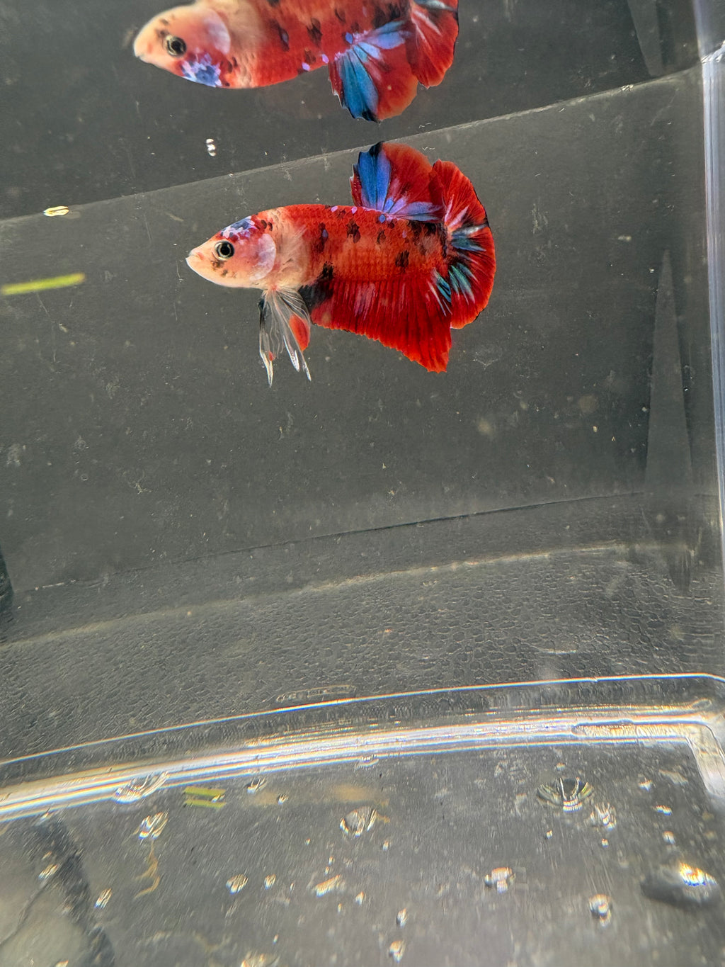 Koi Galaxy HMPK — M-009
