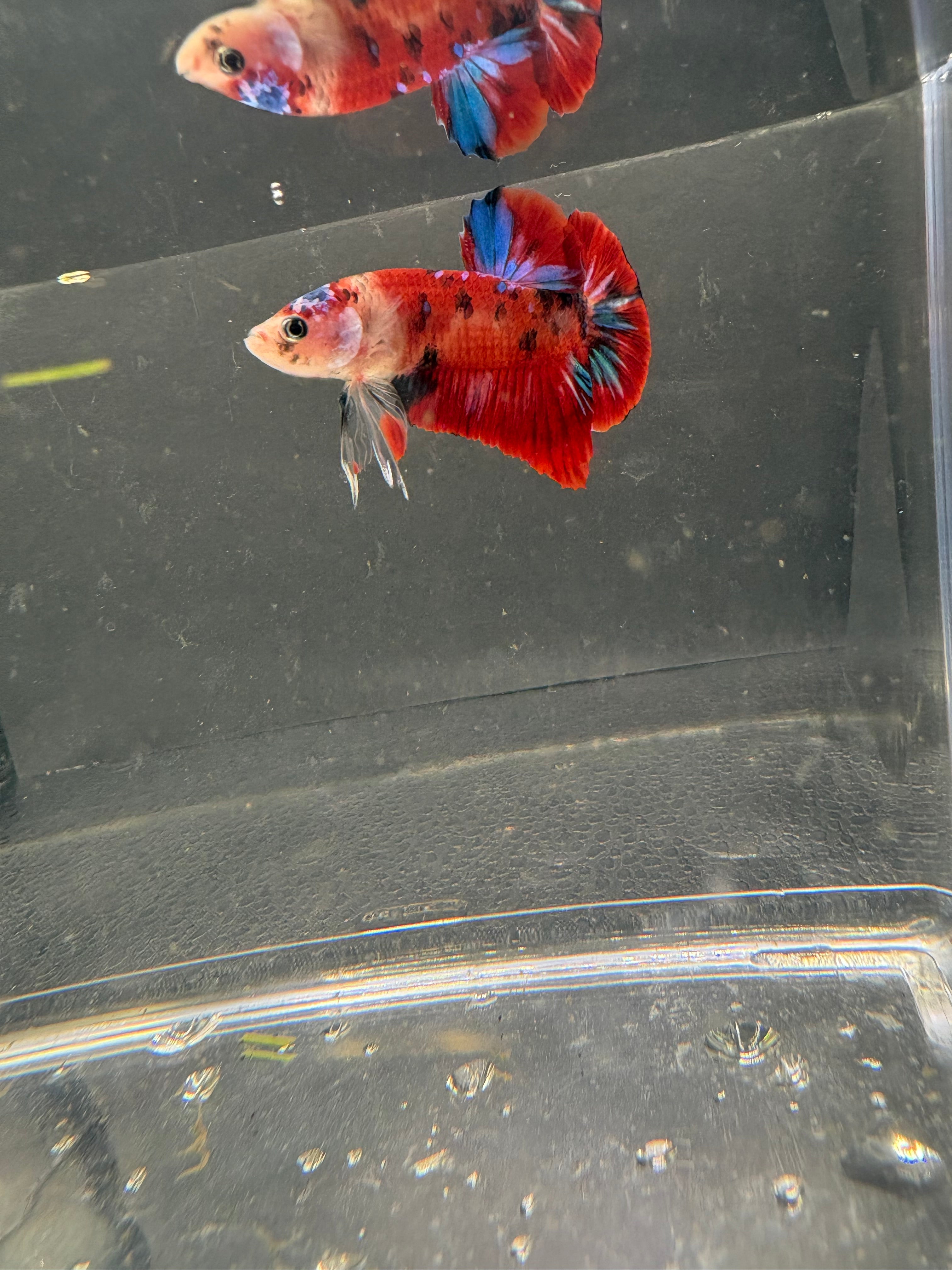 Koi Galaxy HMPK — M-009