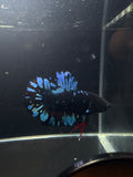 HMPK Avatar Male Betta | CG-33