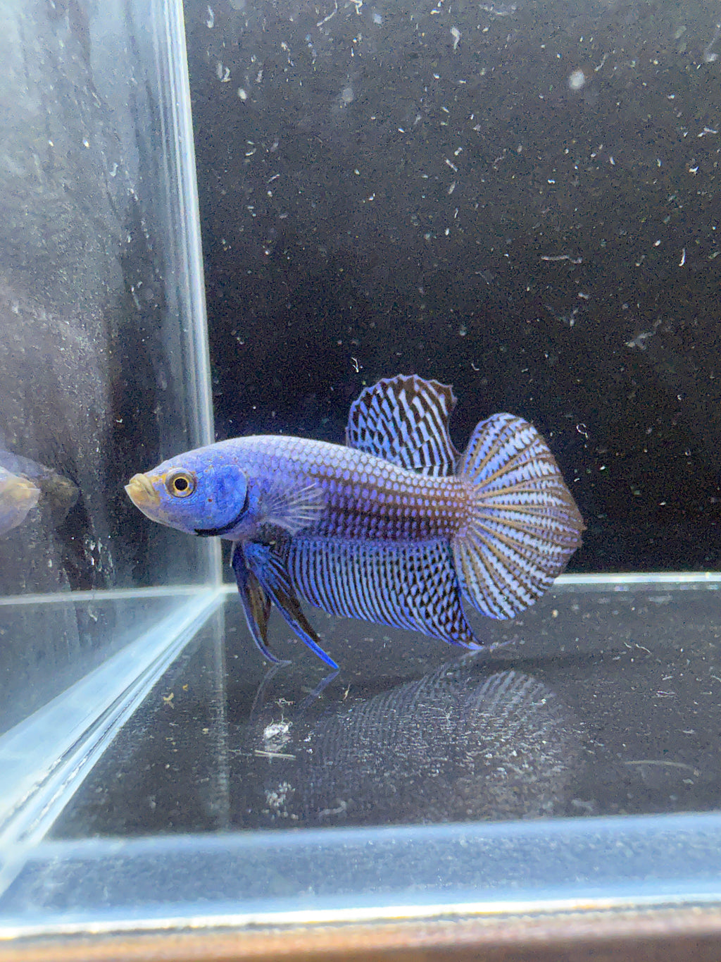 Blue Alien Male Betta | CG-21