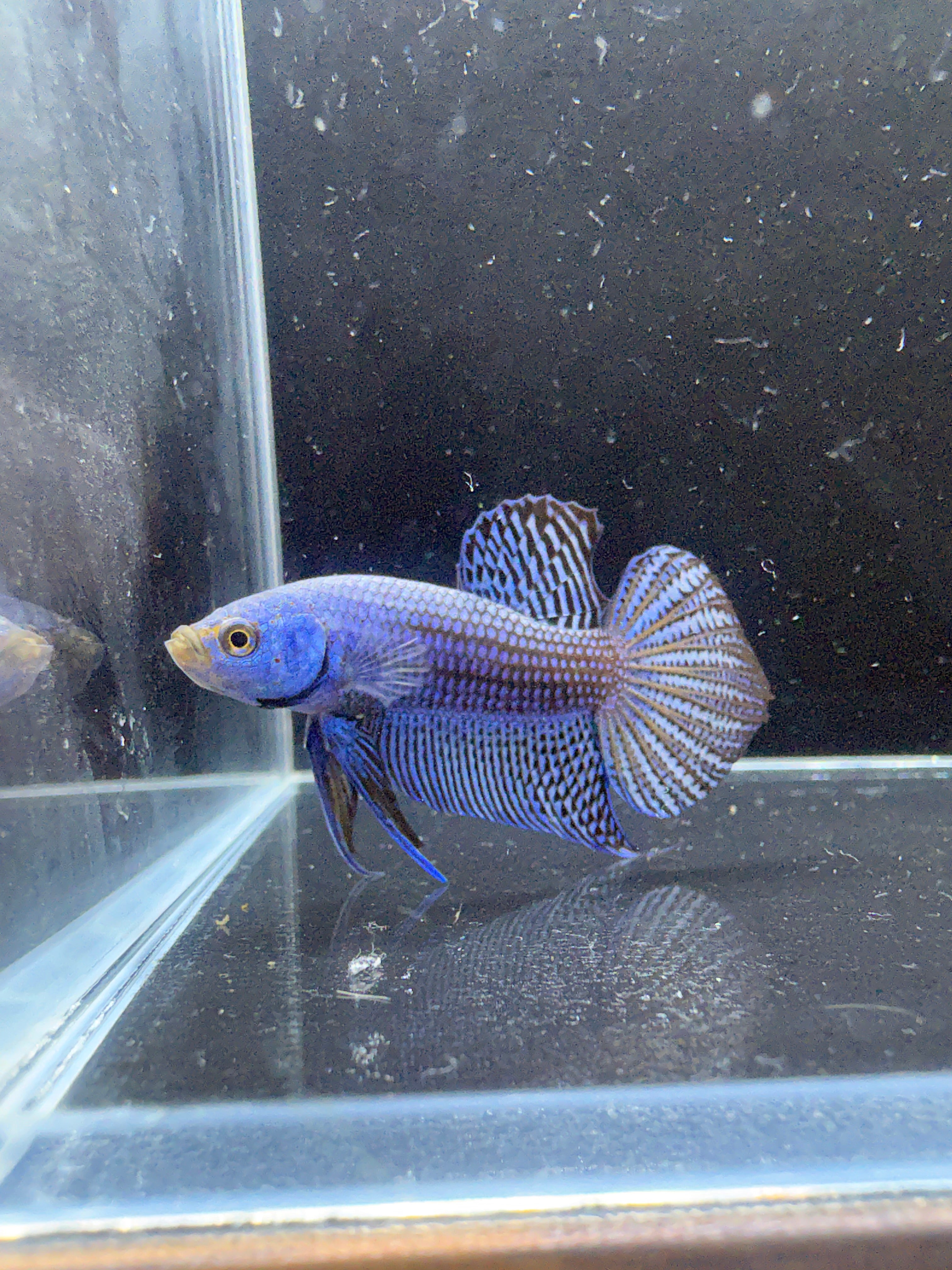 Blue Alien Male Betta | CG-21