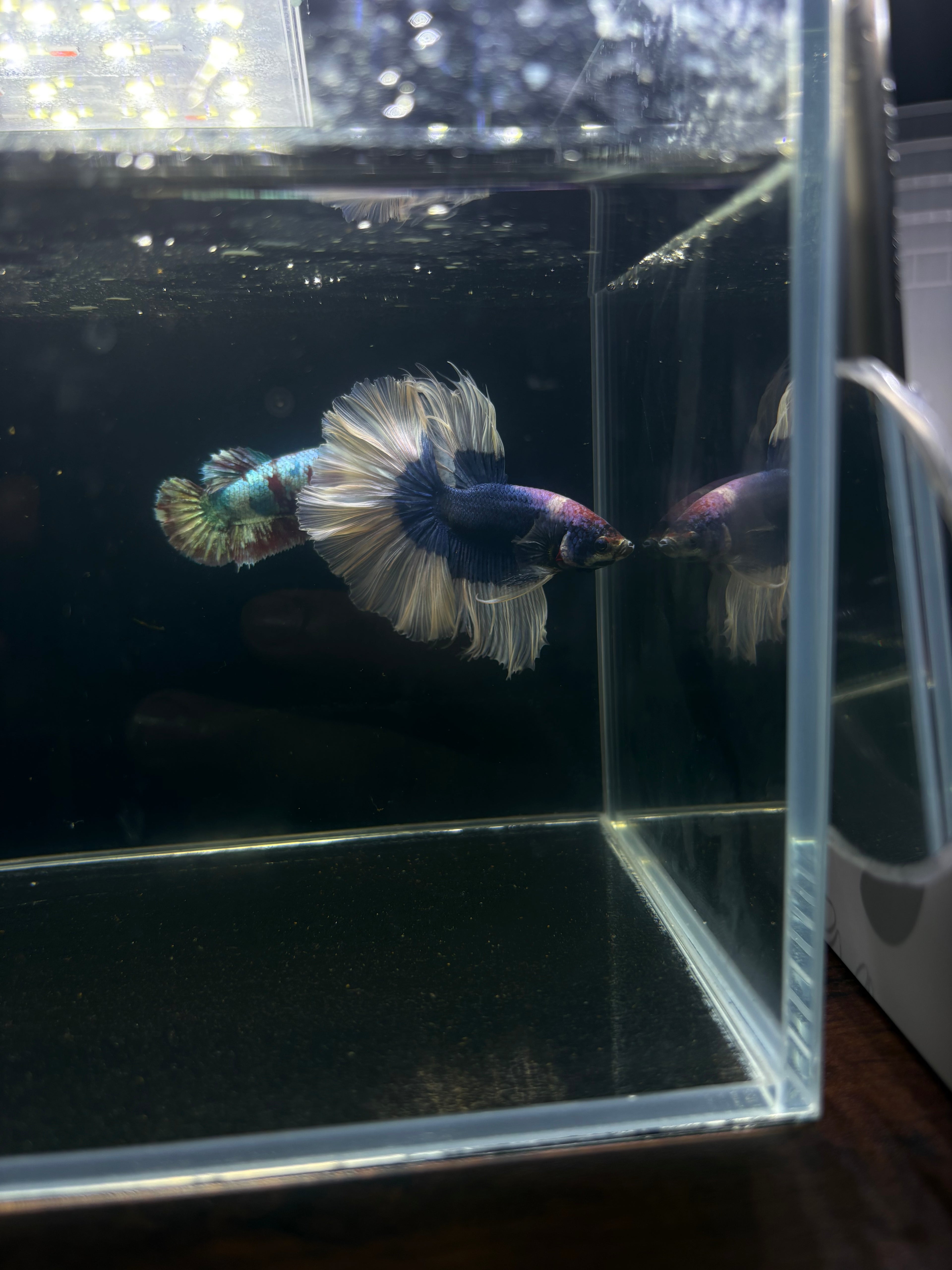 Blue Butterfly HM Male Betta | CG-40