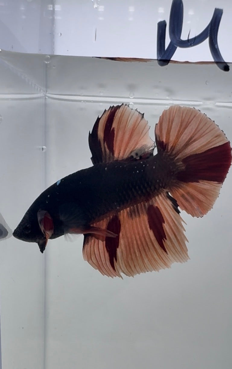 Giant Avatar Nemo Male Betta | RZ-75