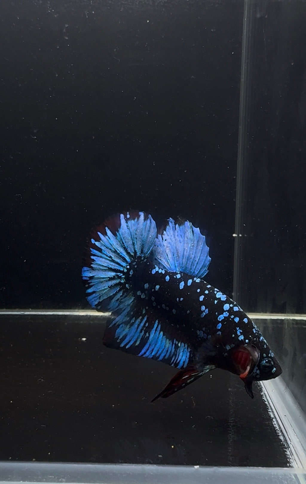 Avatar Nebula Plakat Male Betta | CG-35