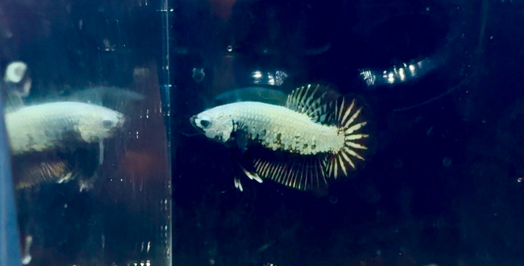 Black Dragon Startail HMPK Male Betta | RZ-33