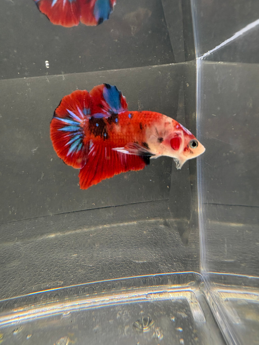 Koi Galaxy HMPK — M-009