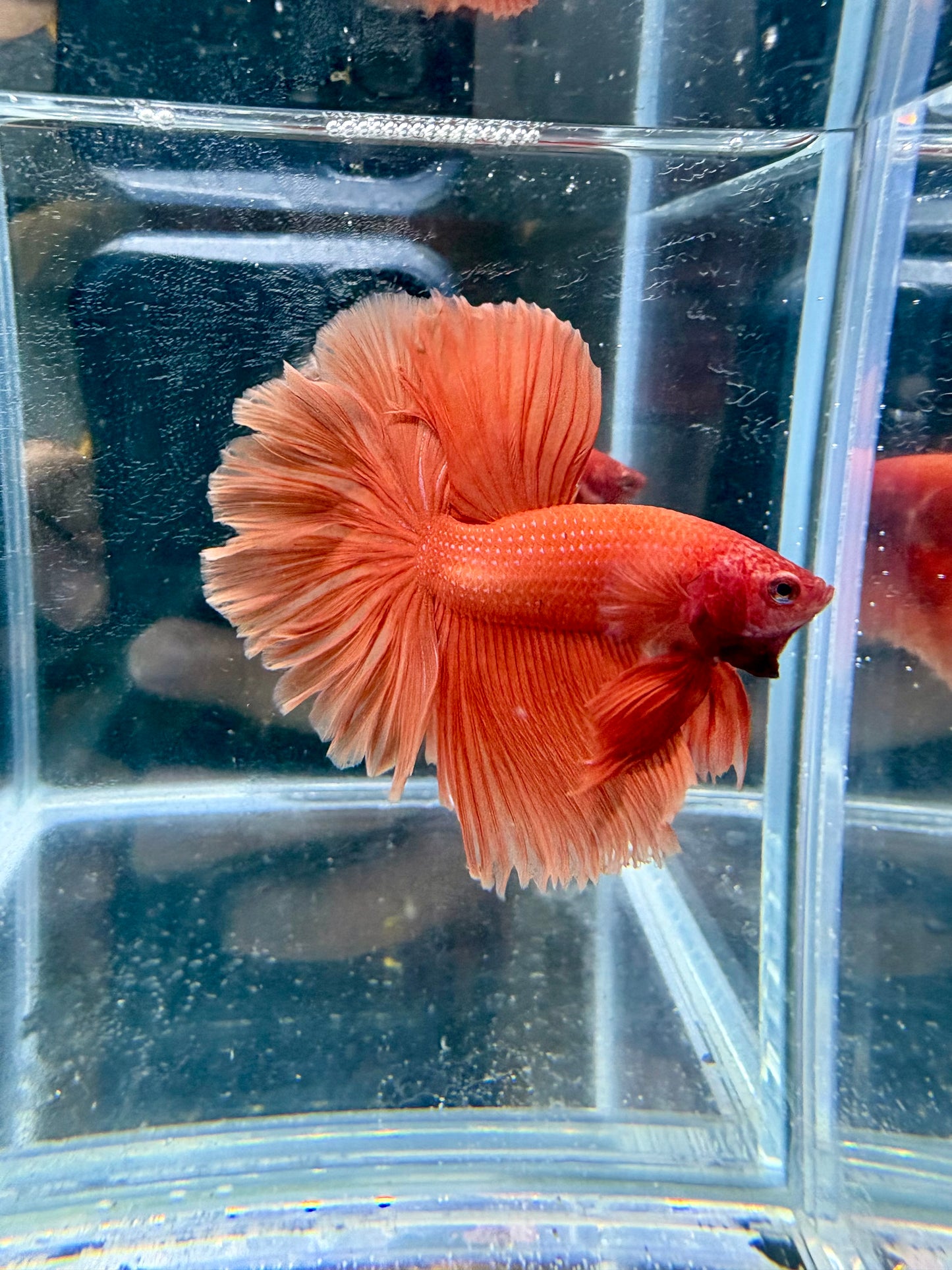 Orange Solid Color Over Halfmoon Male Betta | CG-134