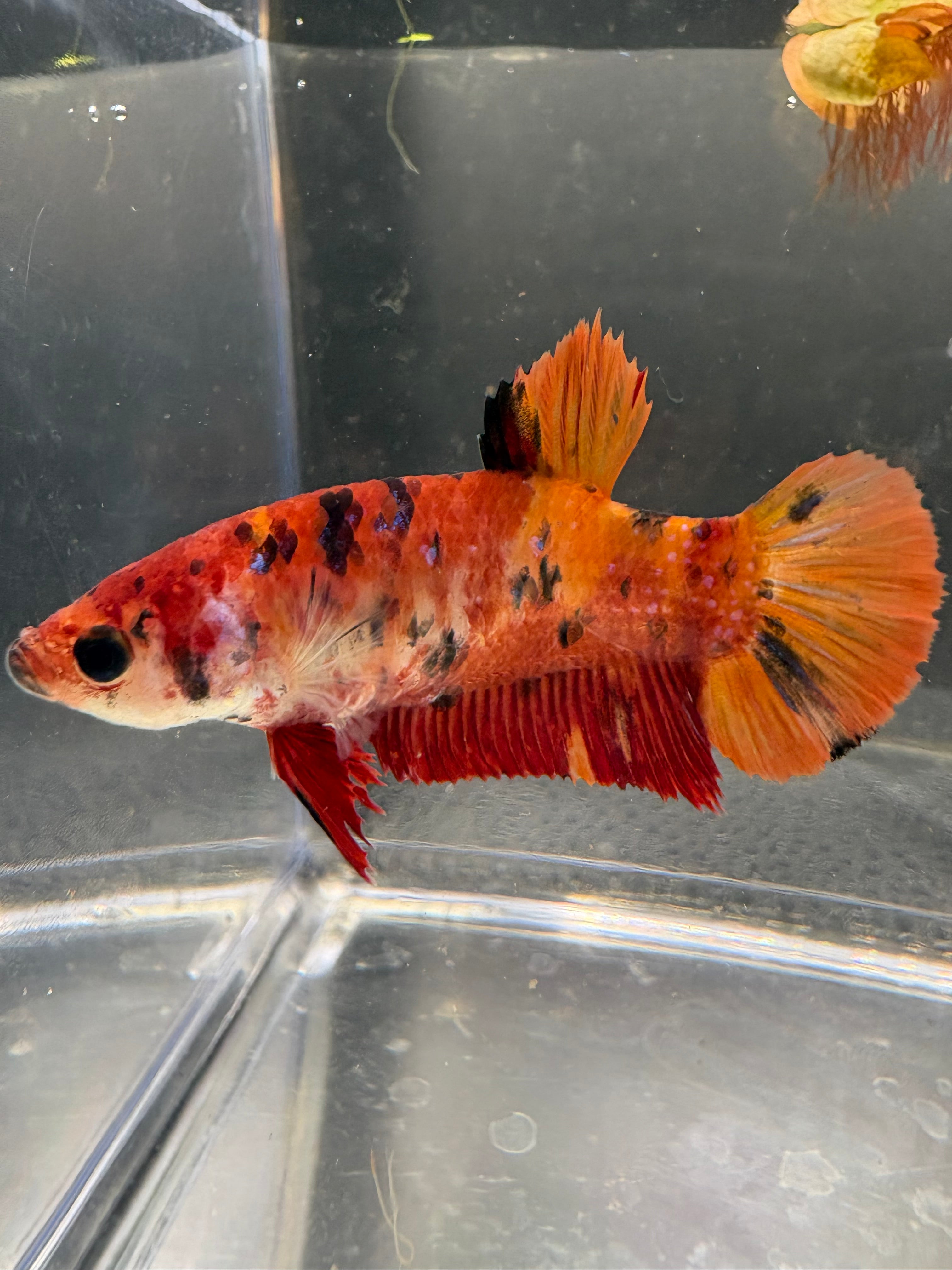 Giant HMPK Breeding Pair