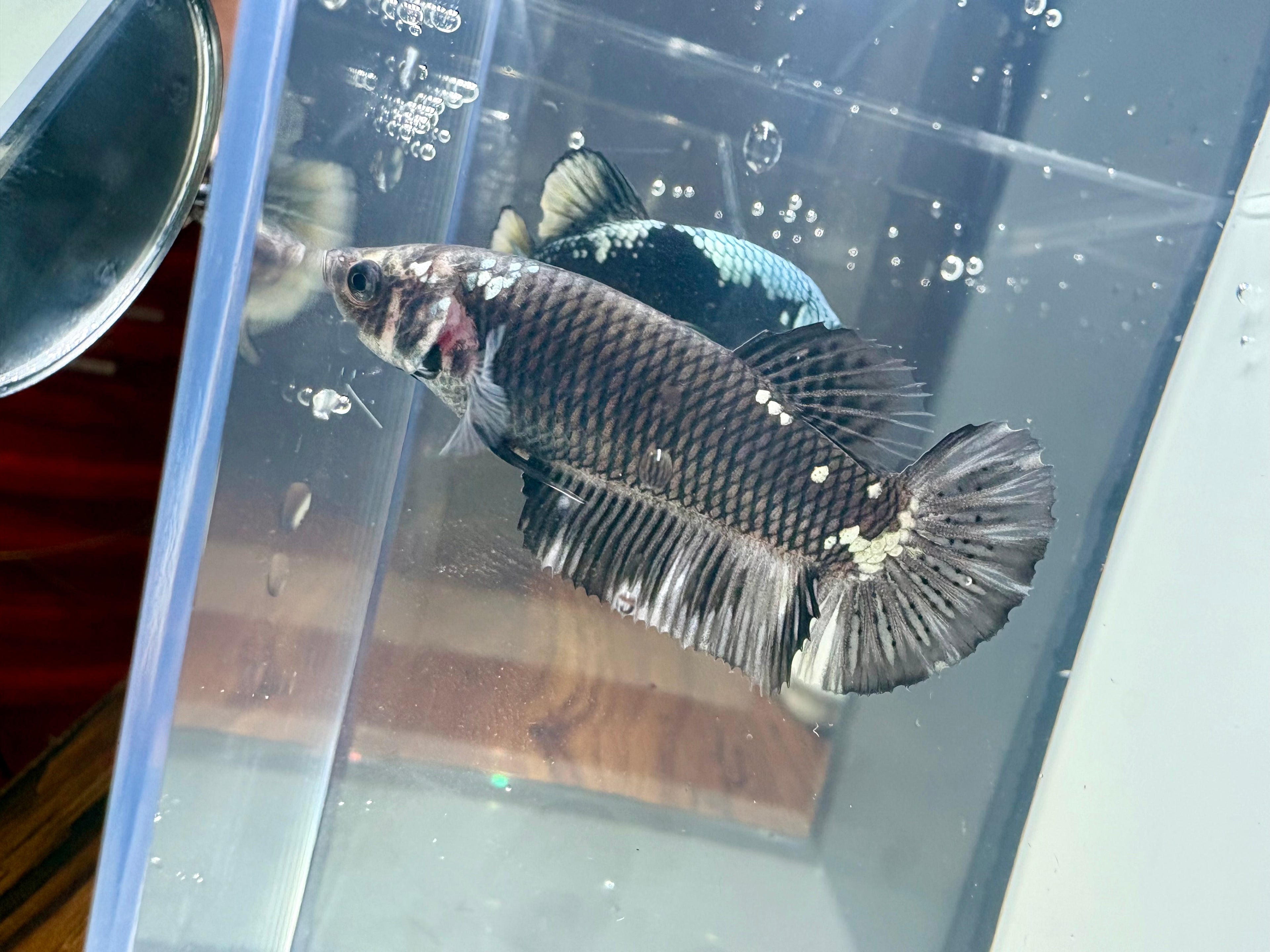 Giant Avatar Samurai Breeding Pair | RZ-68/RZ-69