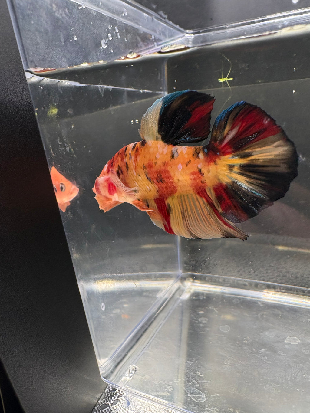 Giant HMPK Breeding Pair — Pareja 2