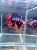 Giant Candy HMPK Male Betta | CG-74