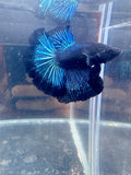 Black Light Halfmoon Male Betta | CG-101