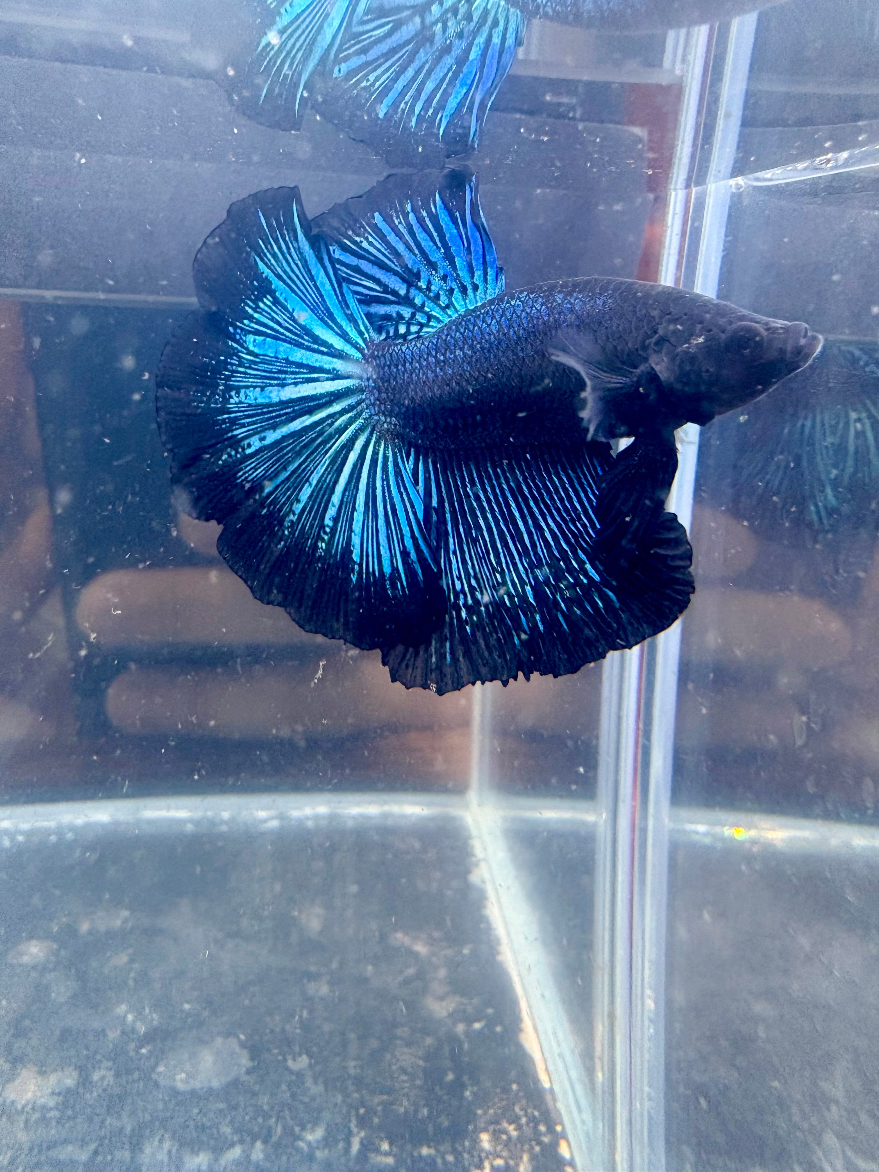 Black Light Halfmoon Male Betta | CG-101
