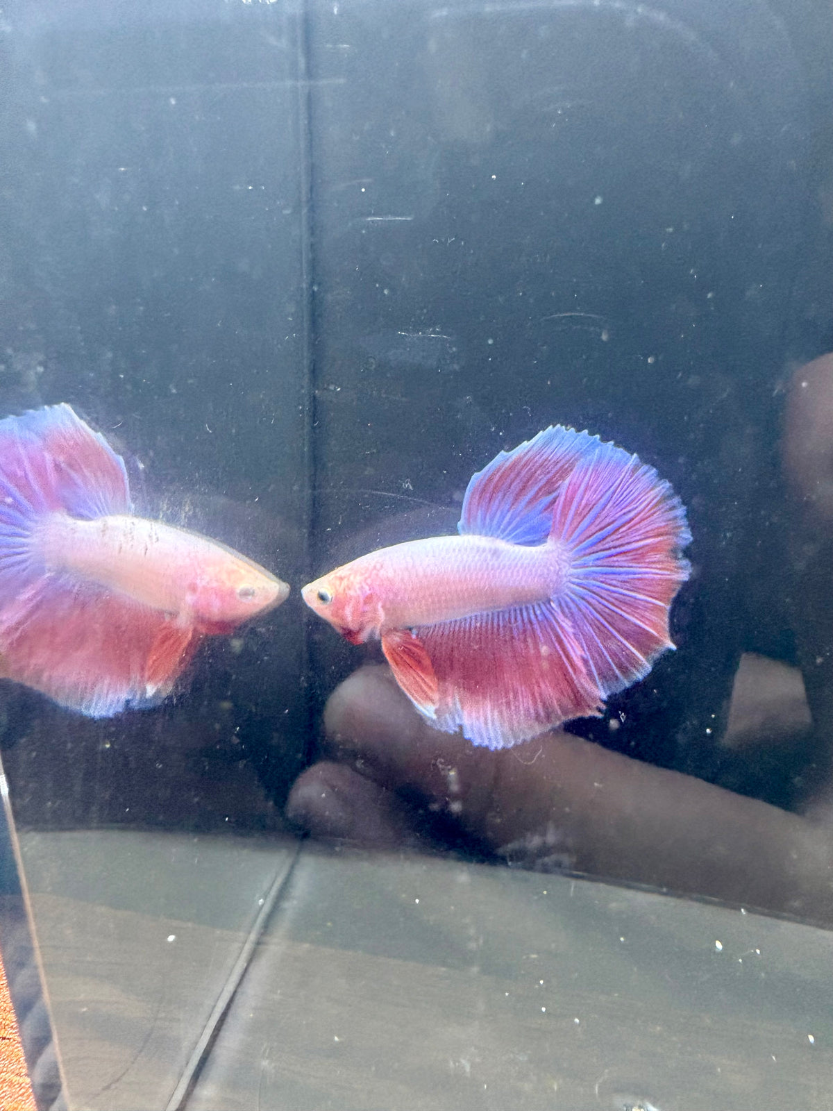 Pink HM Male Betta | RZ-96