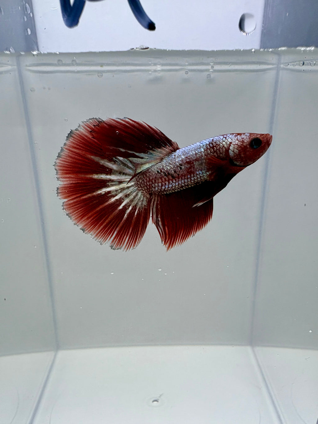 FCCP SÚPER DELTA Male Betta | RZ-40