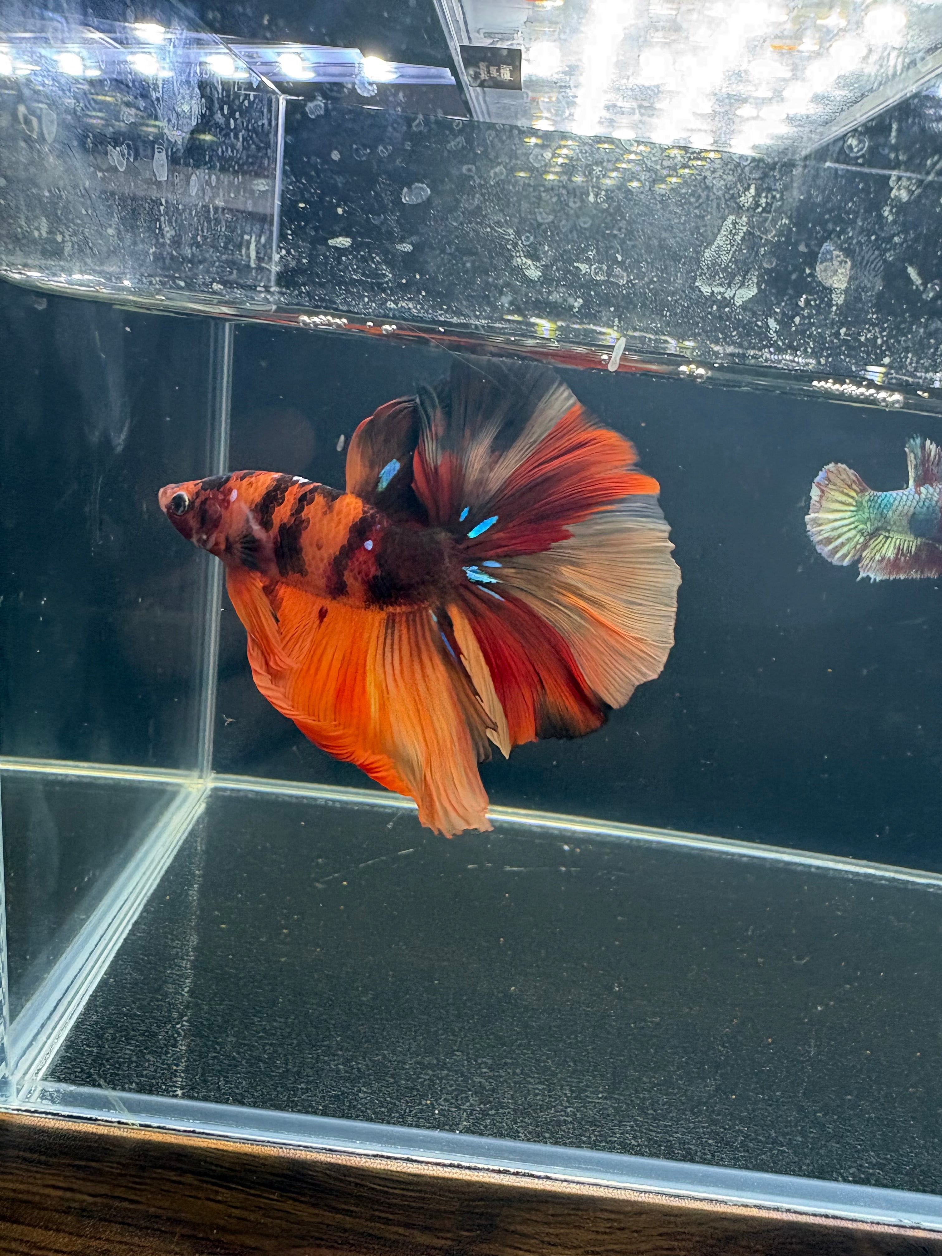 Galaxy Nemo/Koi/Candy Halfmoon Mix Male Betta | CG-41