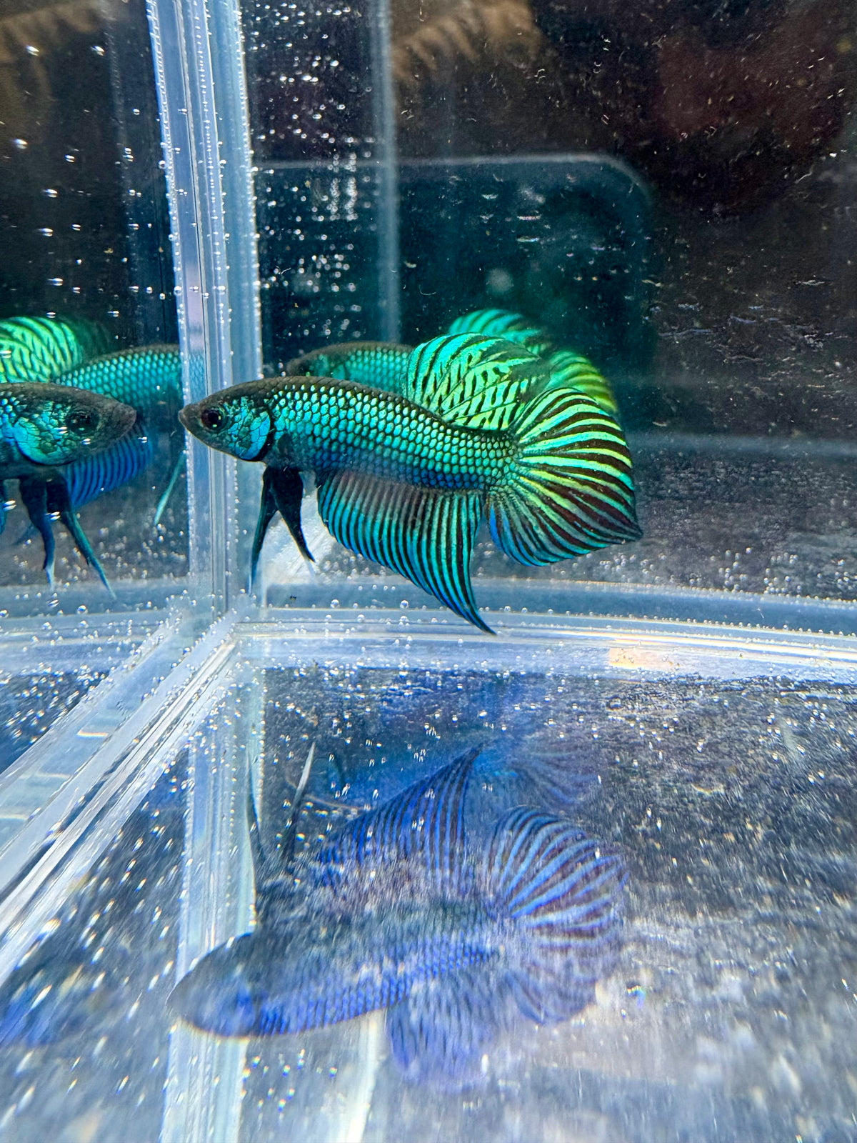Green/Turquoise Mahachai HMPK Live Betta Fish Male | CG-188