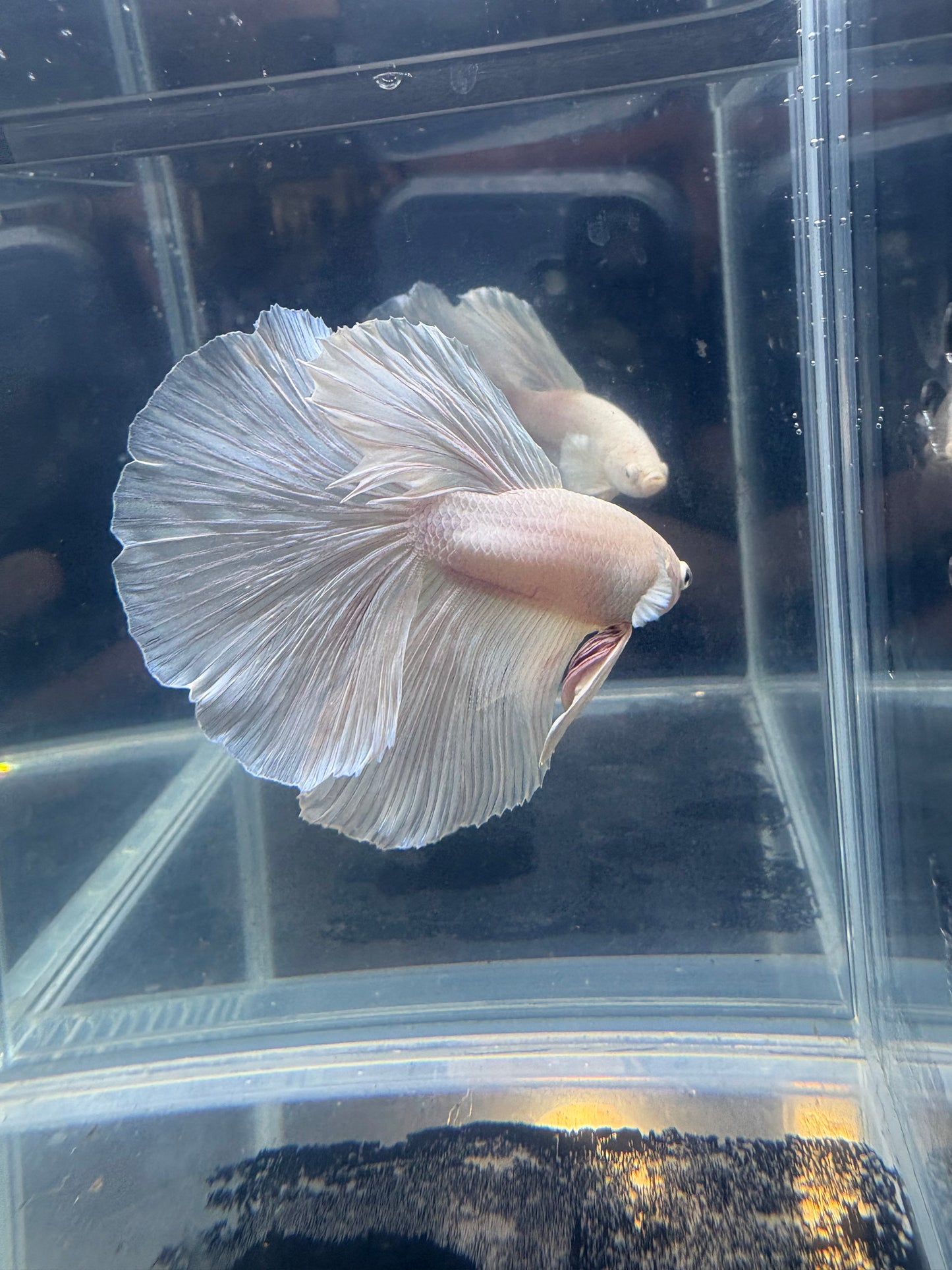 Dumbo White Halfmoon Male Betta | CG-85
