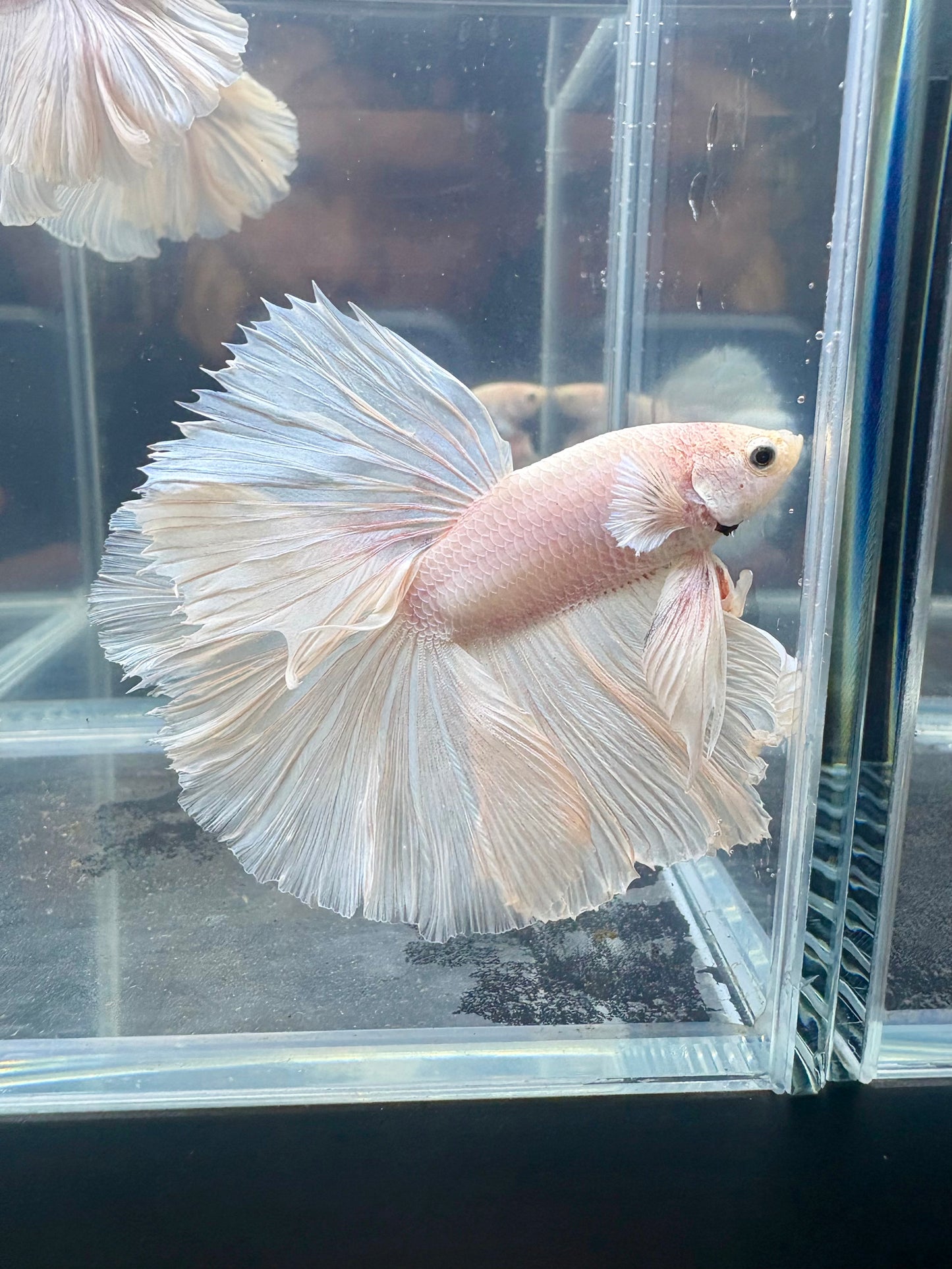 Dumbo White Halfmoon Male Betta | CG-83