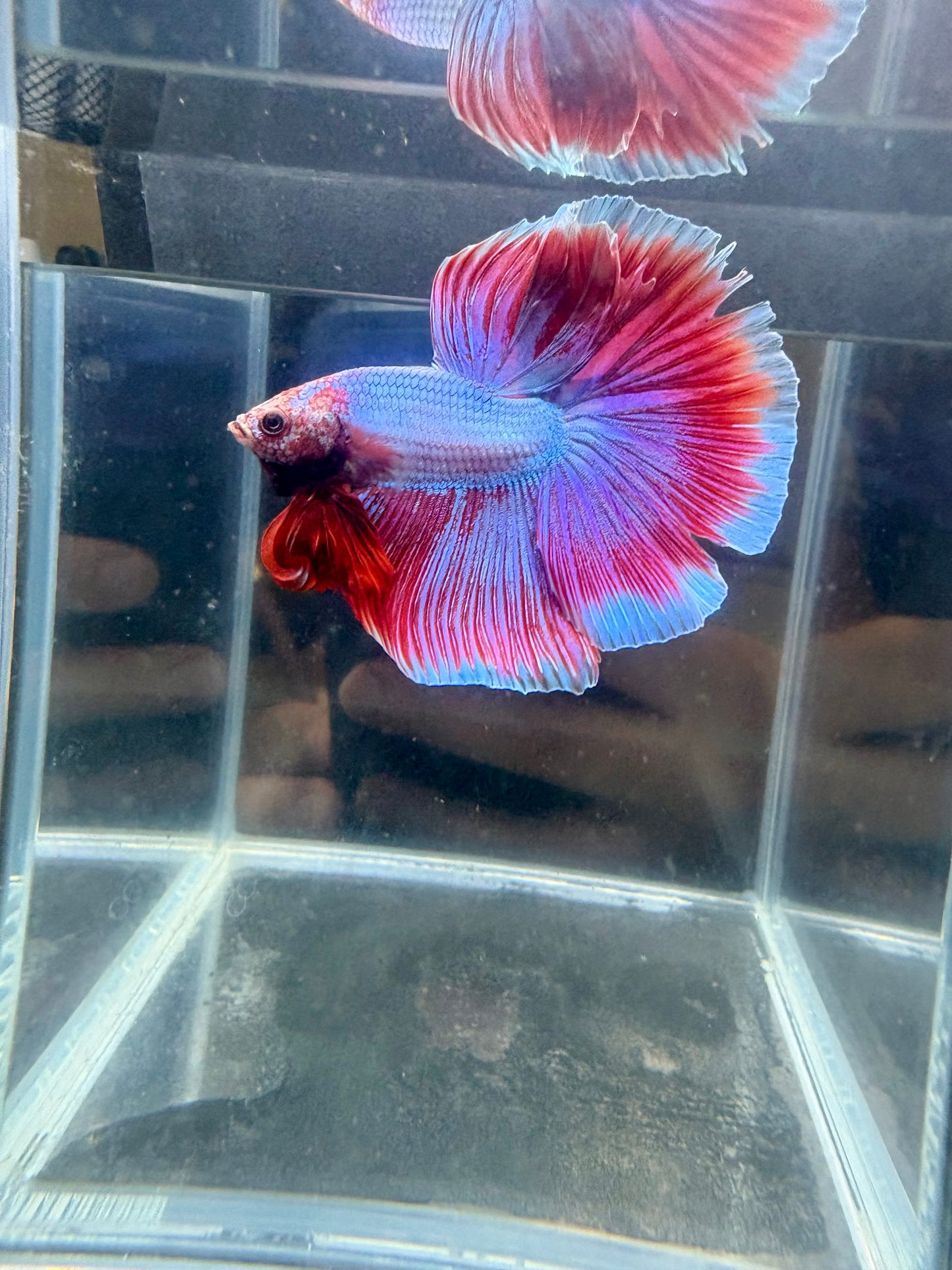 Pink Green Muscot Halfmoon Male Betta | CG-67