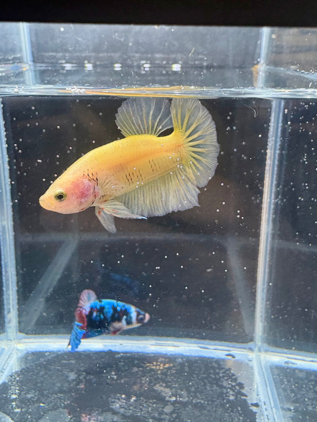 Yellow Banana HMPK Male Betta | RZ-90