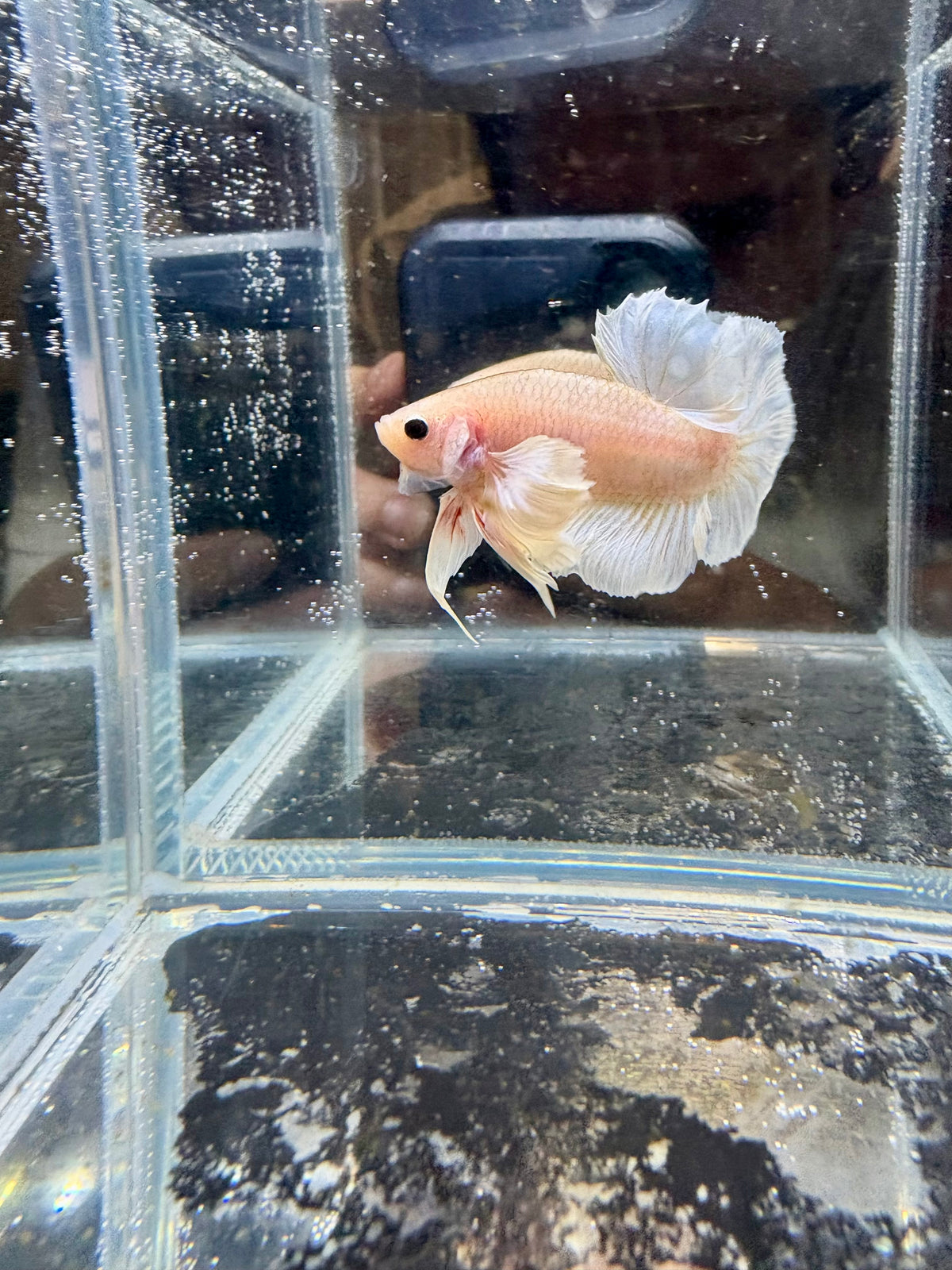 Super White Dumbo HMPK Male Betta | CG-276