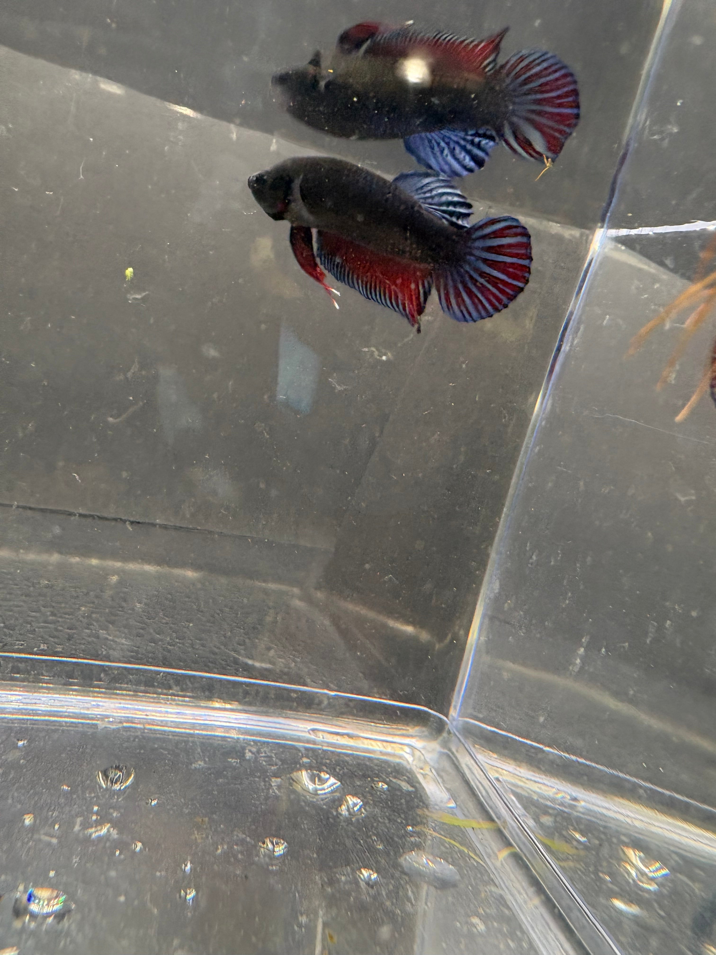Thailand Fighters Pk Breeding Pair