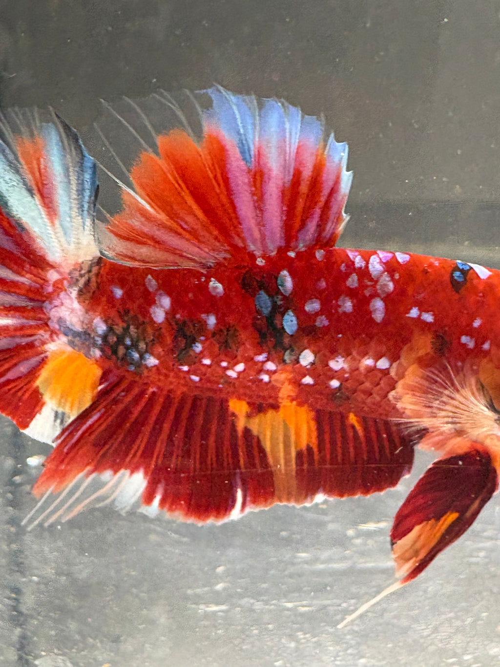 Koi Red Galaxy HMPK — M-010